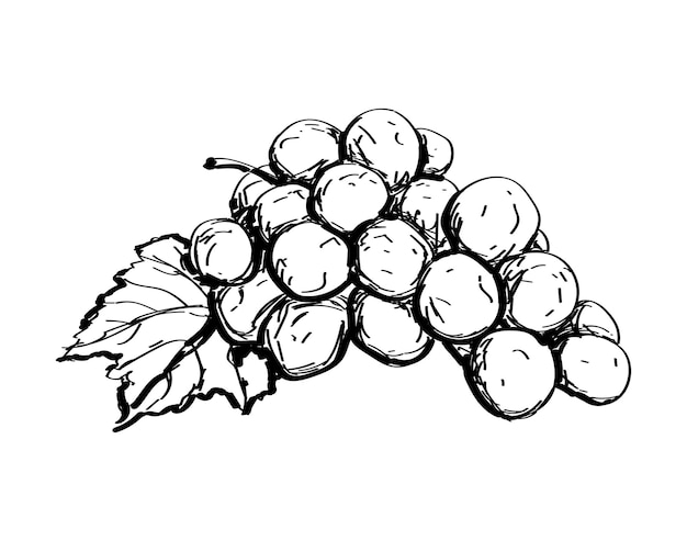 Grape sketch