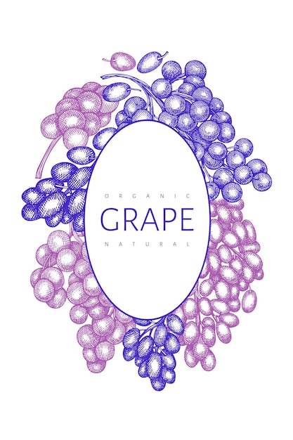 Шаблон винограда. рисованной иллюстрации ягод винограда. гравированный стиль ретро ботанический баннер.