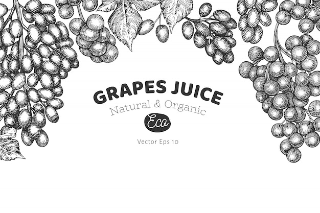 Grape  template. hand drawn  grape berry illustration. engraved style retro botanical .