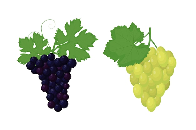 Vector grape varieties set vector illustration isolated on white background