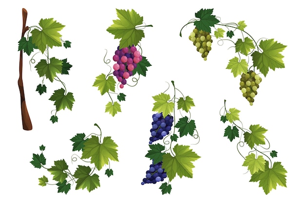 Vector grape vine or grape branch elements vector set