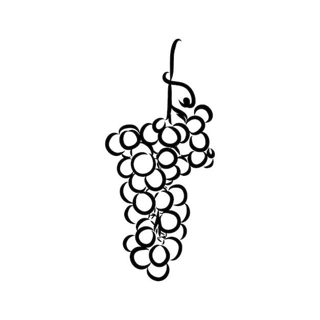 Grape vine illustration grapes vector sketch illustration