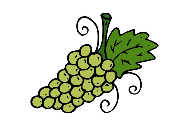 Grape vine Isolated doodle vector illustration Concept of summer fruits berries and healthy food