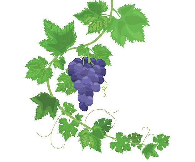 Vector grape wine day