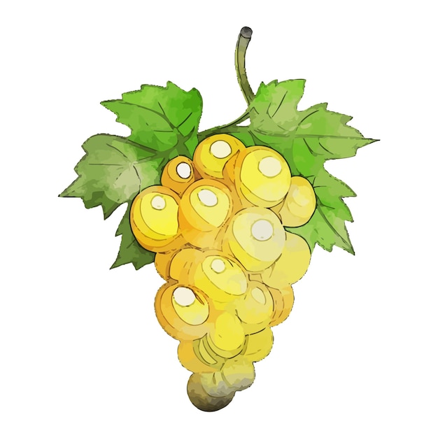 Vector grape yellow watercolor vector illustration