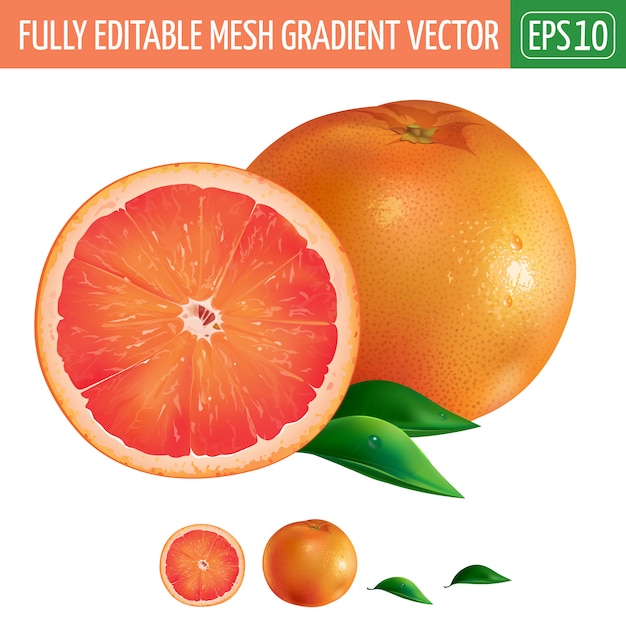 Vector grapefruit illustration on white