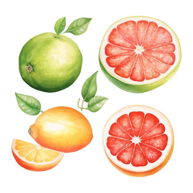 Grapefruit orange lime watercolor botany set on isolated background watercolor botanical painting