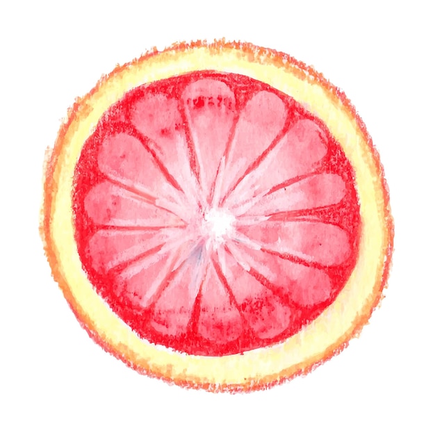 Vector grapefruit pomelo watercolor png