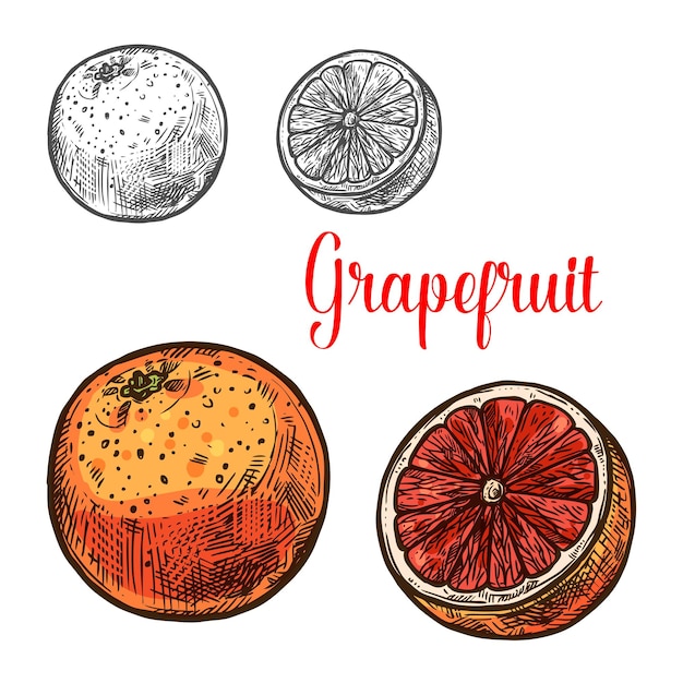 Grapefruit sketch of ripe tropical citrus fruit
