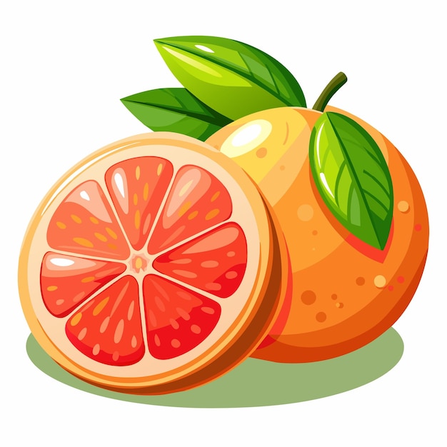 Grapefruit vector kunst illustratie 12