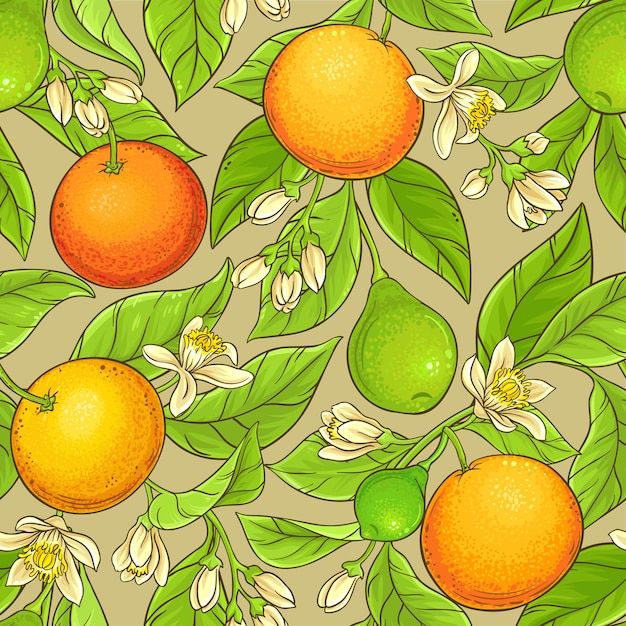 Grapefruit vector pattern