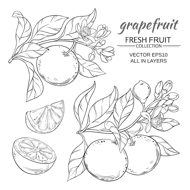 Grapefruit vector set