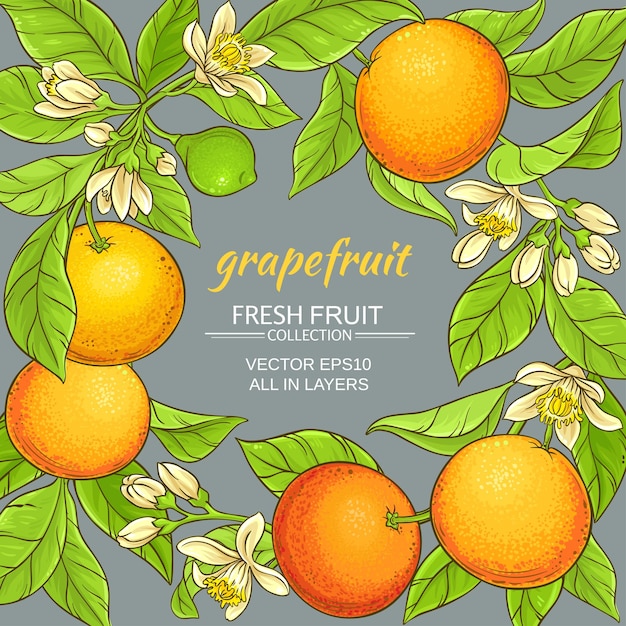 Grapefruit vectorframe