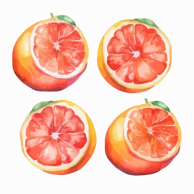 Vector grapefruit in a watercolor artwork