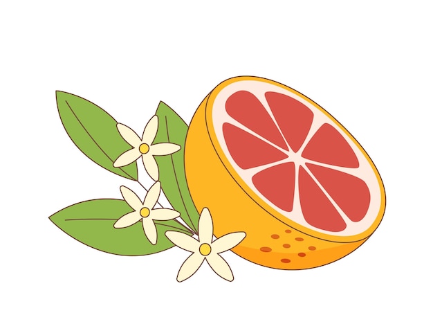 Grapefruits half with leaves and flowersx9