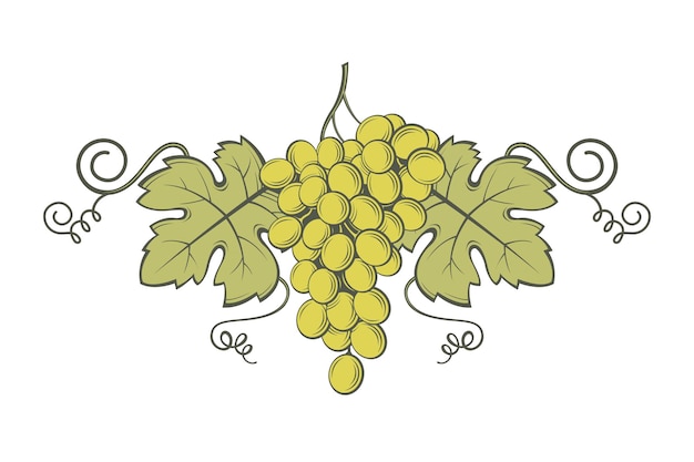 grapes bunches image