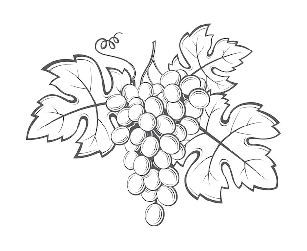 grapes bunches image