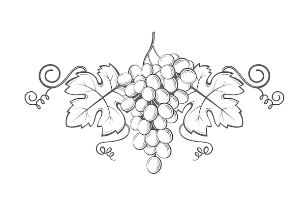 Vector grapes bunches image