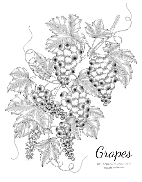 Grapes fruit hand drawn botanical illustration with line art on white backgrounds. 