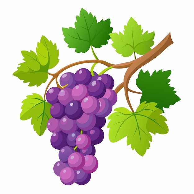 Premium Vector | Grapes fruit vector 3