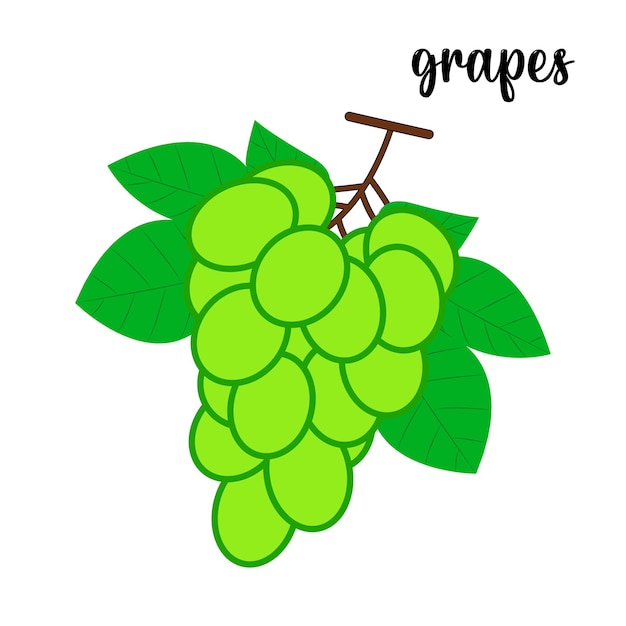 Grapes fruit vector illustration