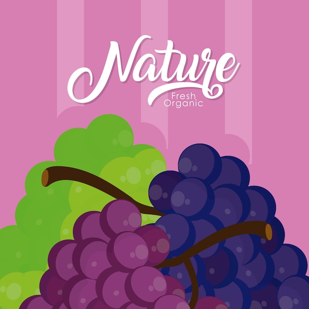 Grapes in half cut fruit vector illustration graphic design