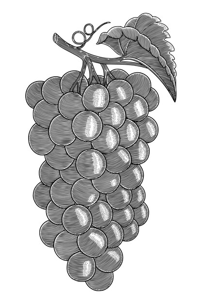 Grapes Hand drawn vintage engraving style illustration