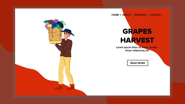 Vector grapes harvest man vector