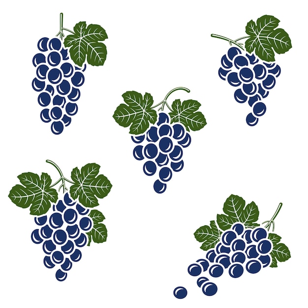 Grapes set Collection icons grapes Vector