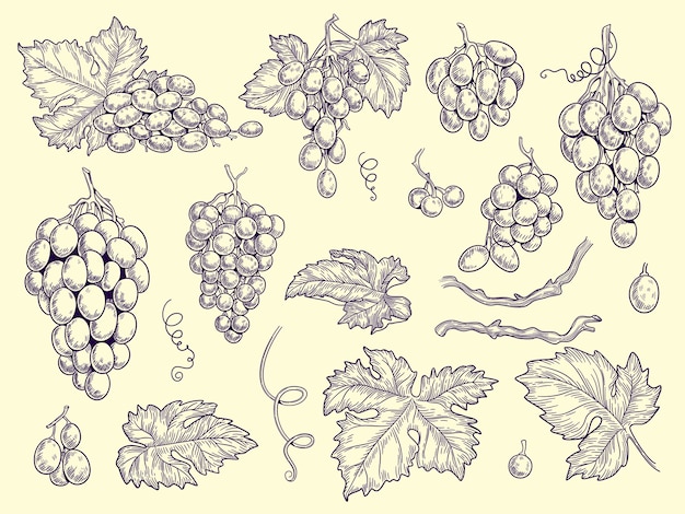 포도 세트. 포도원 컬렉션 와인 포도와 레스토랑 메뉴에 대 한 그래픽 그림 조각 벡터 나뭇잎. 그림 포도 와인, 신선한 맛 포도 나무
