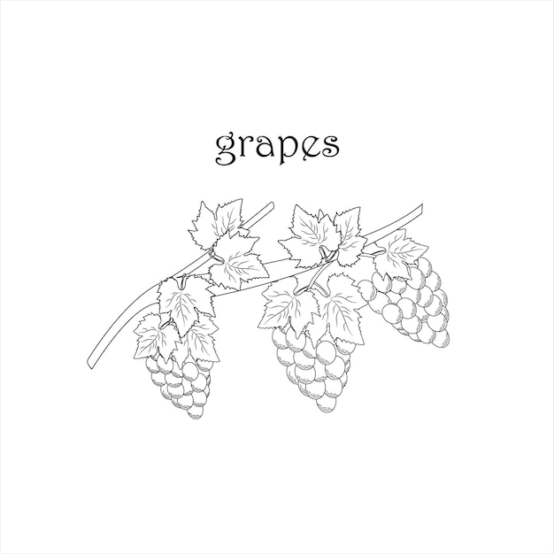 grapes setcollection of grapesgrapes with leafvector illustration eps10