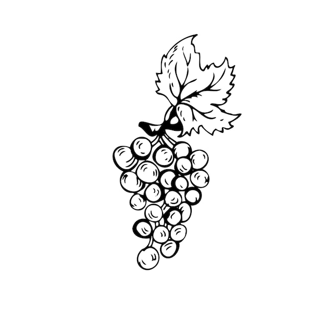 Grapes thin black lines on a white background Vector