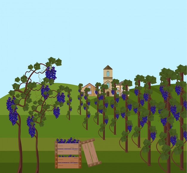 Vector grapes vine harvest vector illustration. flat style template