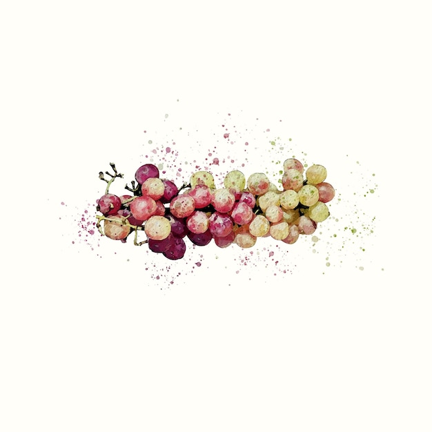 Vector grapes water colour