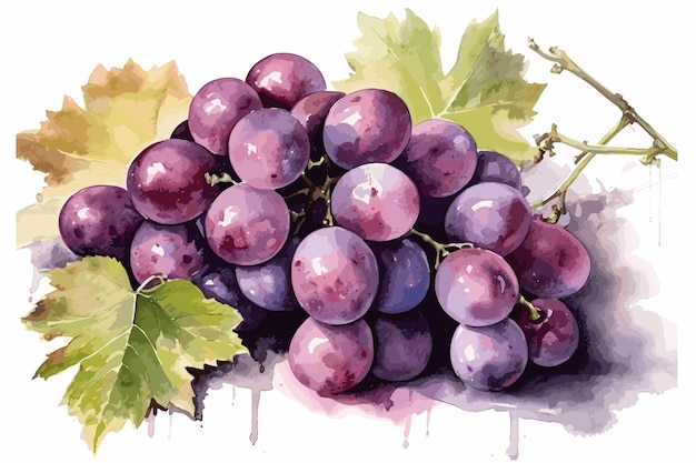 Grapes watercolor painting white background handpainted vector art painting illustration