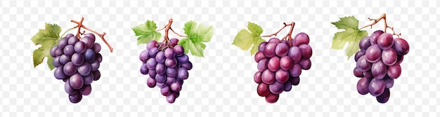 Vector grapes watercolor vector element set transparent isolated generative ai