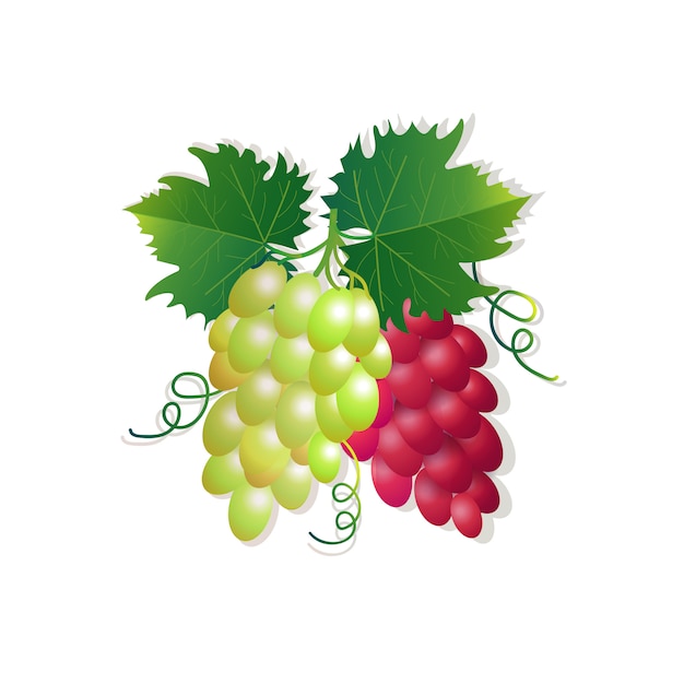 grapes on white background, healthy lifestyle or diet concept, logo for fresh fruits