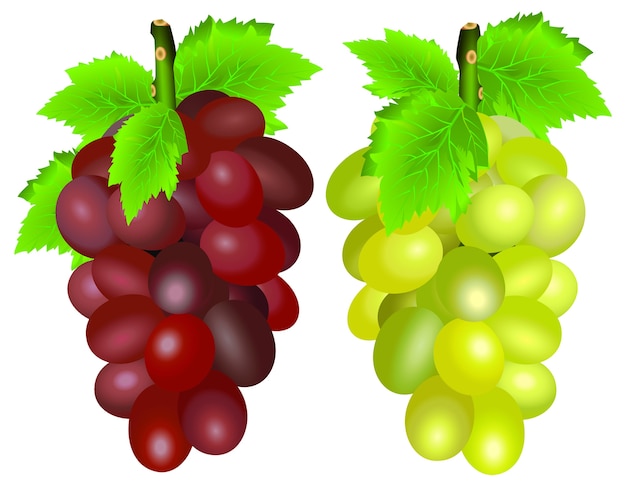 Vector grapes