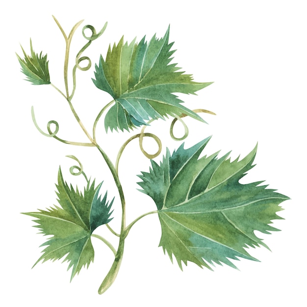 Grapevine blad hand getekende aquarel illustratie druiven boom groen met wervelingen