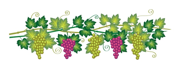 grapevine border