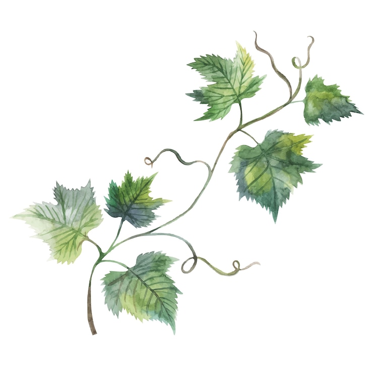 Vector grapevine leaf hand drawn watercolor illustration grapes tree