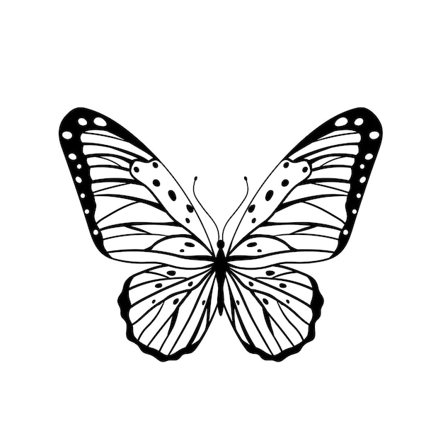 Vector graphic black butterfly isolated on white background vector illustration