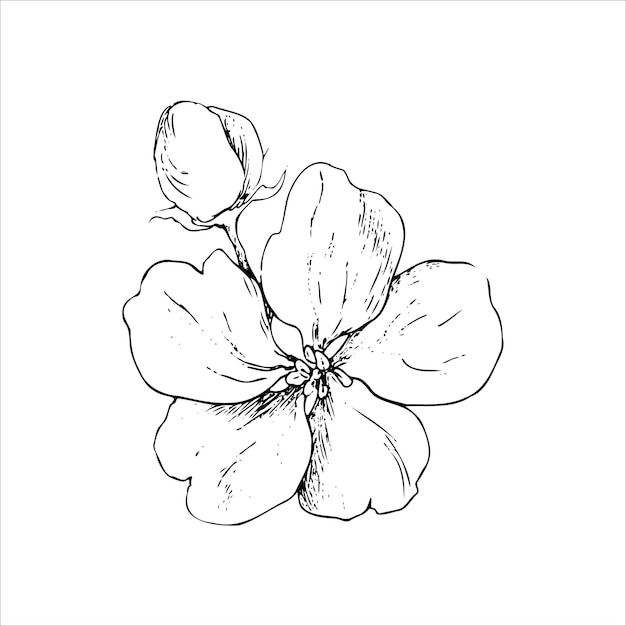Graphic drawing of apple flowers