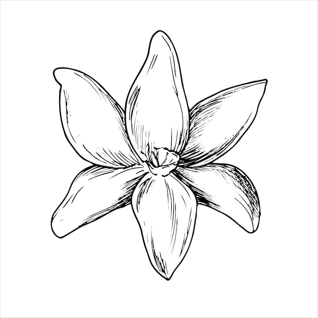 graphic drawing of vanilla flower hand drawn vector botanical illustration of spices for design