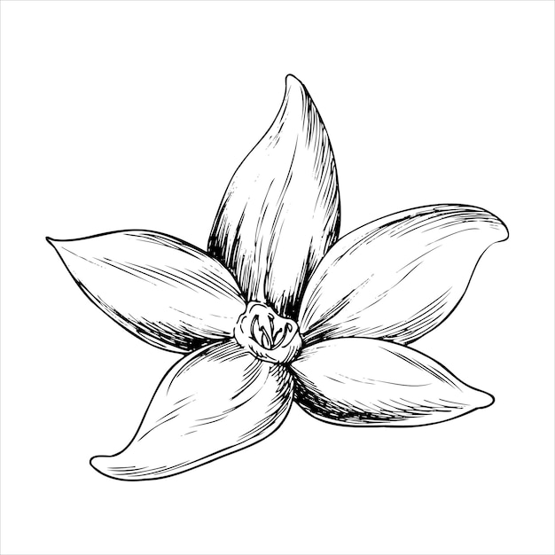 graphic drawing of vanilla flower hand drawn vector botanical illustration of spices for design