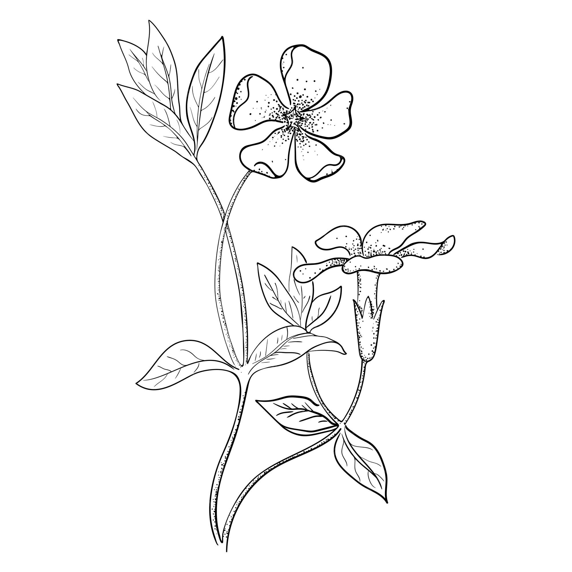 periwinkle flower drawing