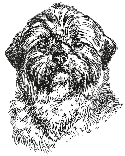 Graphic portrait of Dog Shih Tzu hand drawing illustration. Vector isolated on a white background.