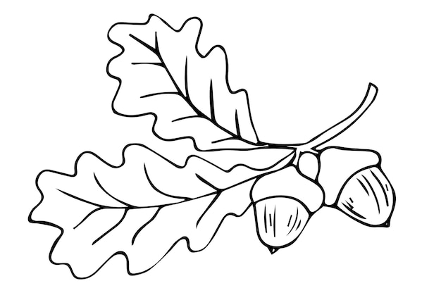 도토리와 오크 나무 가지의 그래픽 스케치입니다. 벡터 그래픽입니다.