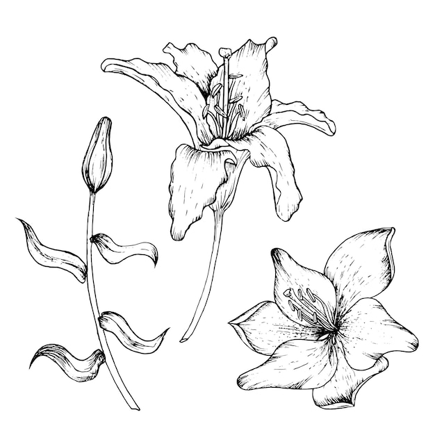 Vettore illustrazione vettoriale grafica di boccioli e petali di un giglio disegno a mano in bianco e nero