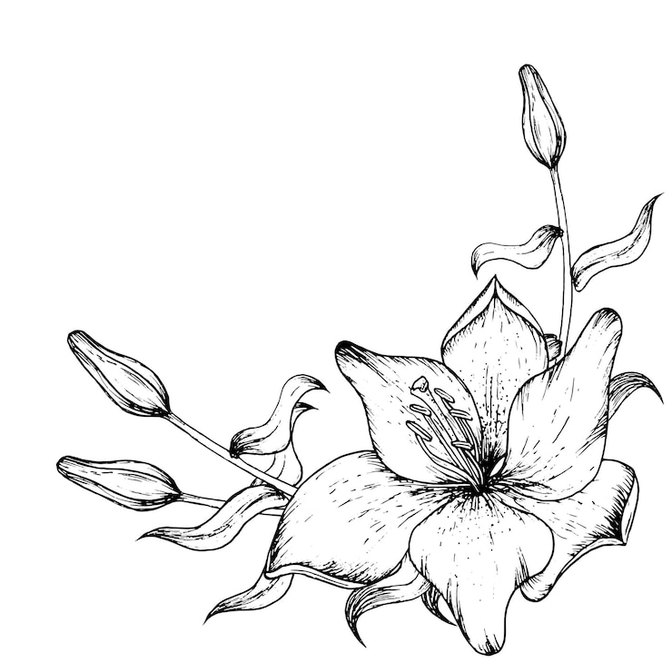Vector graphic vector illustration of buds and petals of a lily black and white hand drawing